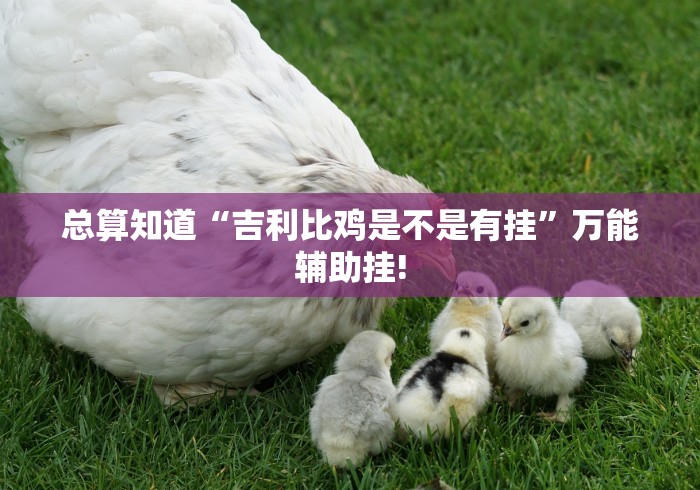 总算知道“吉利比鸡是不是有挂”万能辅助挂!
