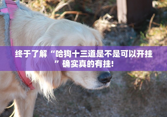 终于了解“哈狗十三道是不是可以开挂”确实真的有挂!