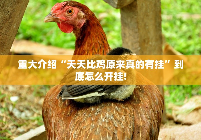 重大介绍“天天比鸡原来真的有挂”到底怎么开挂!