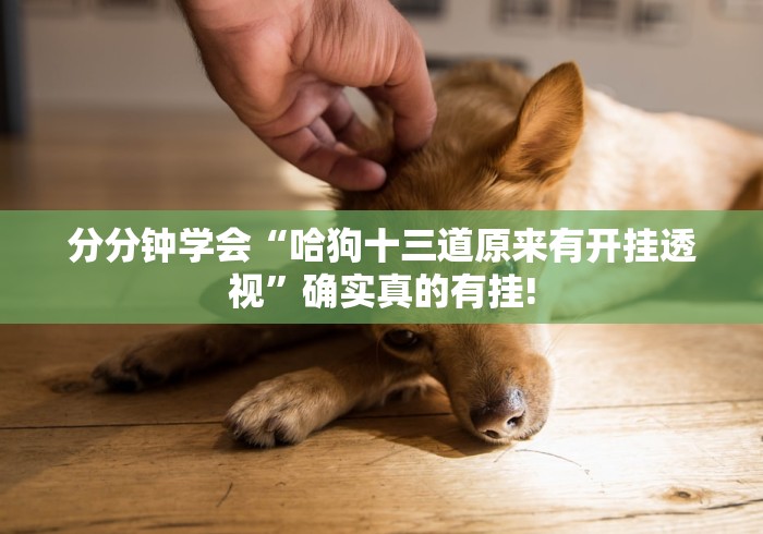 分分钟学会“哈狗十三道原来有开挂透视”确实真的有挂!