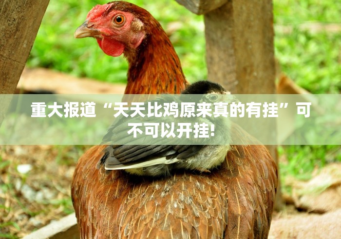 重大报道“天天比鸡原来真的有挂”可不可以开挂!