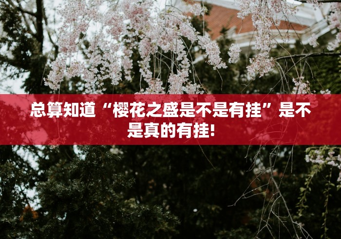 总算知道“樱花之盛是不是有挂”是不是真的有挂!