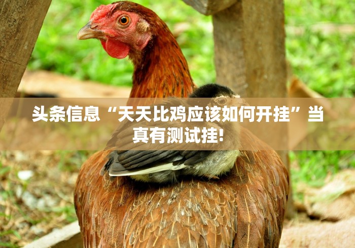 头条信息“天天比鸡应该如何开挂”当真有测试挂!