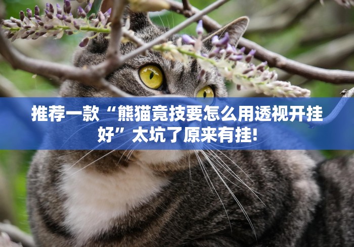 推荐一款“熊猫竟技要怎么用透视开挂好”太坑了原来有挂!